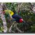 珍鳥たちが次から次へ！！驚きのモンテベルデ自然保護区。
